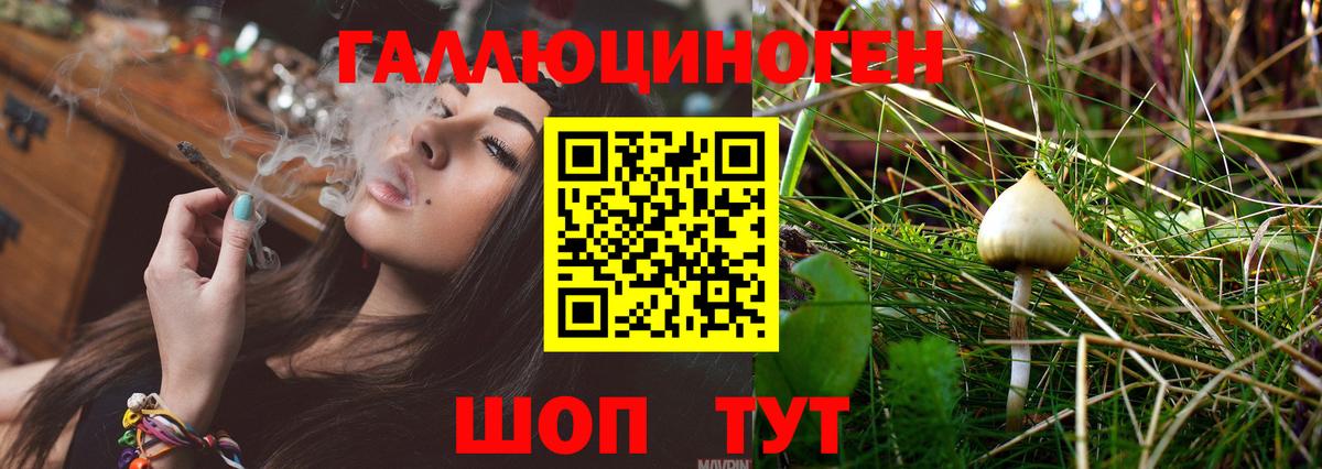 Галлюциногенные грибы Psilocybe Янаул